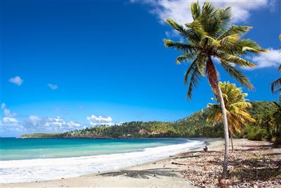 Beach mit Palmen